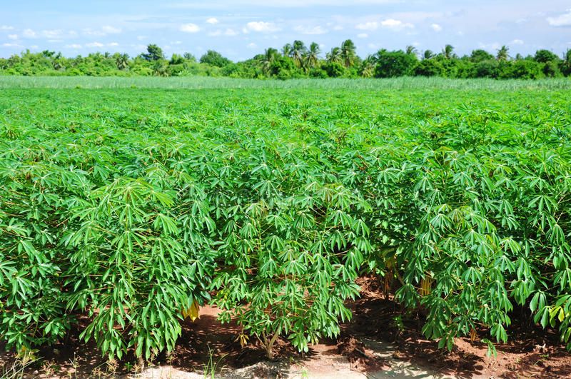 Cassava & Crops