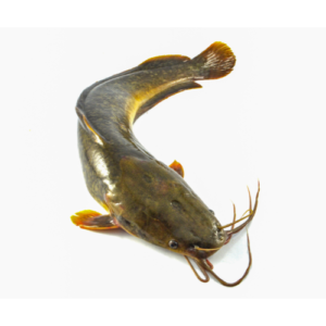 Catfish (Table size)