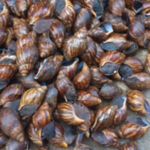 Fresh Snails (Jumbo size)
