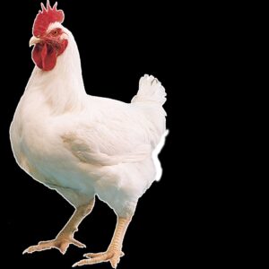Live Chicken