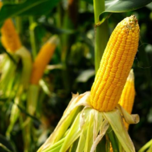 Corn (kg)